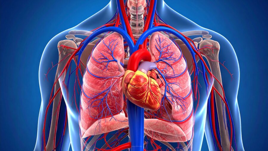 How breathwork supports the vagus nerve and nervous system healing