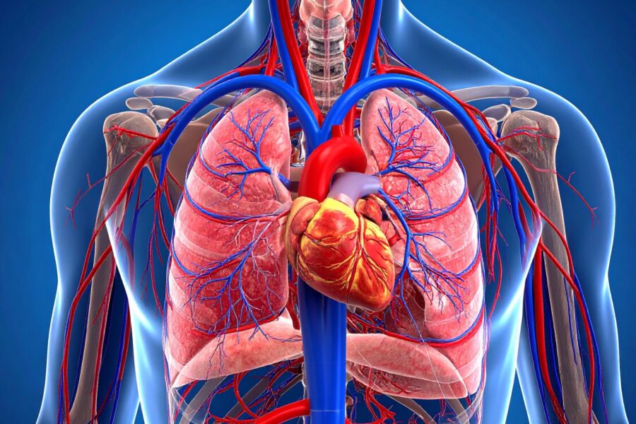 How breathwork supports the vagus nerve and nervous system healing